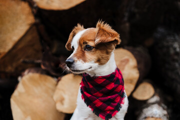 cute jack russell dog sitting by wood trunks in mountain. Wearing modern bandana. Pets in nature