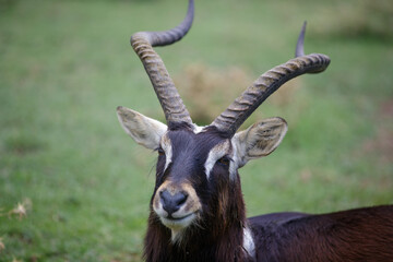 close up of a male impala antelope, male Nile lechwe, Mrs Gray's lechwe (Kobus megaceros) lying in the meadow
