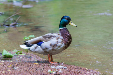 Obraz premium Close-up of a beautiful and colorful duck on a creek with granite chips