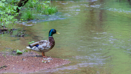 Close-up of a beautiful and colorful duck on a creek with granite chips