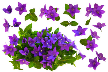Bright fresh garden flowers- bells. Clip art set on white background