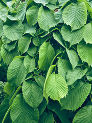 Background of fresh green leaves.