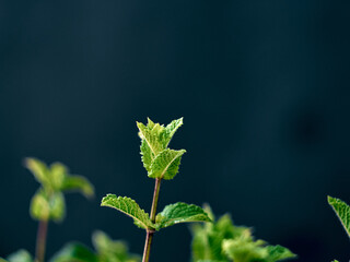 A bunch of fresh mint leaf on dark background.