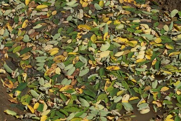 Fototapeta na wymiar natural texture of green yellow fallen leaves in the lake water