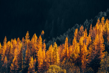 Colorful Tree In Autumn With Fallen Orange Leaves