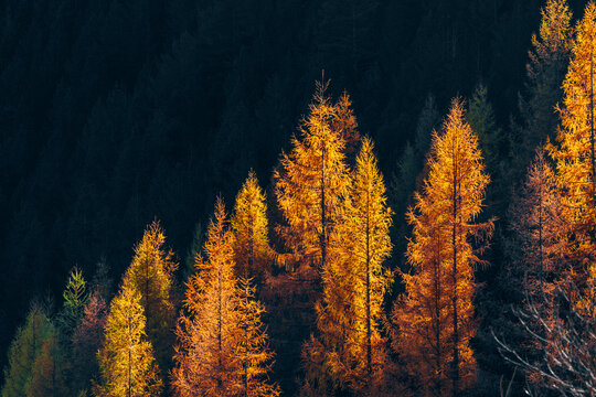 Colorful Tree In Autumn With Fallen Orange Leaves