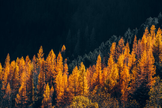 Colorful Tree In Autumn With Fallen Orange Leaves