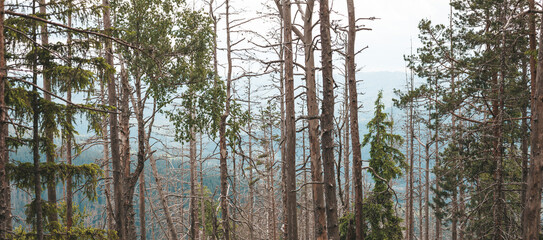 Dead wood. Dry trees in the forest. Damaged environment.
