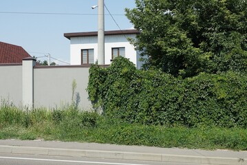 part on gray concrete wall fence overgrown with green vegetation and grass in the street - Powered by Adobe