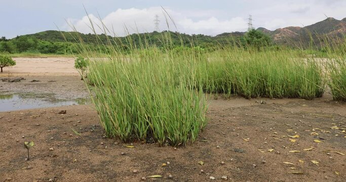 Fiddler crabs (Ocypodidae) characterized by very unequal cheliped sizes in males in intertidal zones feed and dig burrows in the inshore muddy or sandy beach with mangroves in Pak Nai, Hong Kong