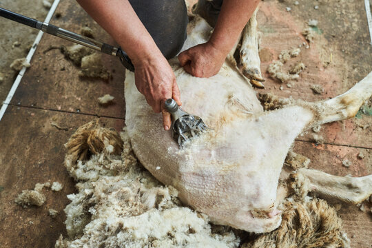 Man shearing sheep on farm