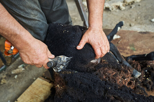 Man shearing sheep on farm