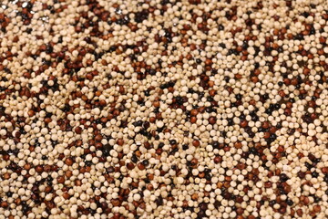 close up of tri-colored quinoa floating in water