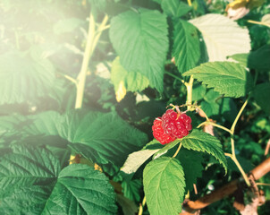 Ripe red raspberries on a bush