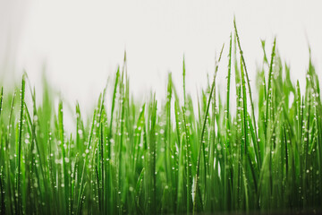 Green wet grass with dew on a blades