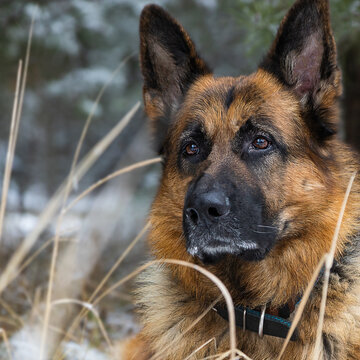 German shepherd lies in the grass. dog look at the owner. portrait of a shepherd dog close up.