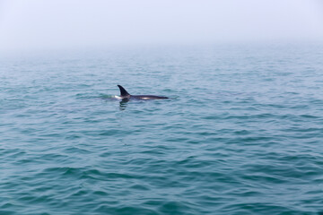 Fototapeta premium Orca a killer whale shows its head and fin in the Pacific ocean in Kamchatka, Russia
