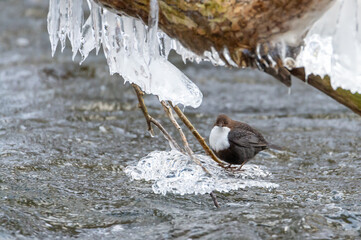 Dipper (water sparrow) on a river surrounded by frost
