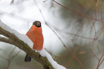 Adorable multicolored bullfinch perched on a snowy branch