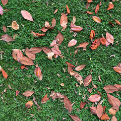 autumn leaves background