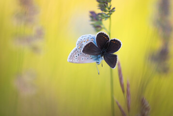 beautiful Butterflies in spring/sommer meadow with colorful flowers and light