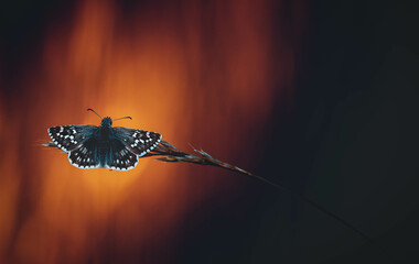 Beautiful Butterfly in light of sunset. Minimalistic design - ideal for modern living rooms, Poster, Calendar, Wallpaper