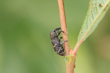 A Large Pine Weevil, Hylobius abietis, resting on a twig.
