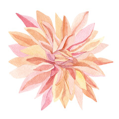 Watercolor wildflower pink chrysanthemum. Gentle botanical illustration for greeting cards, wedding invintation, baby shower, bridal shower card.