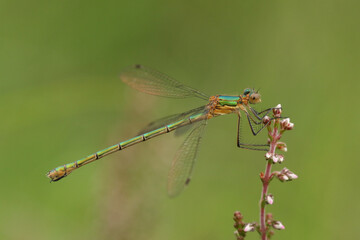 A female Emerald Damselfly, Lestes sponsa, perched on a heather flower.