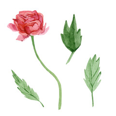 Fototapeta premium Watercolor wildflower red rose. Botanical illustration for greeting cards, wedding invintation, baby shower card.