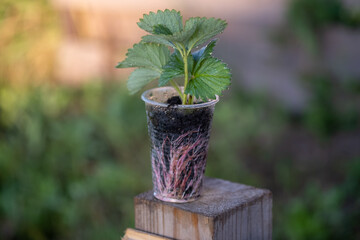 seedlings of garden strawberries in a plastic cup