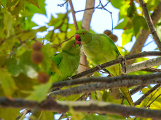 The rose-ringed parakeet (Psittacula krameri)