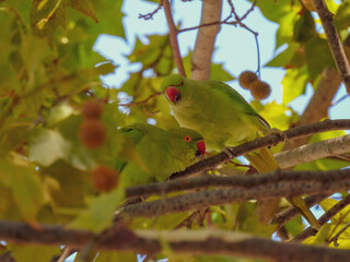 The rose-ringed parakeet (Psittacula krameri)