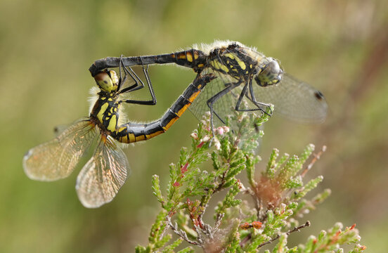 A mating pair of stunning Black Darter Dragonfly, Sympetrum danae, resting on a Heather plant.