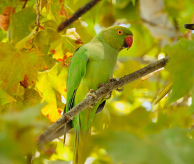 The rose-ringed parakeet (Psittacula krameri)