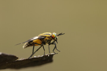 A Splayed Deerfly, Chrysops caecutiens, perching on a twig in heathland.