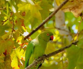 The rose-ringed parakeet (Psittacula krameri)