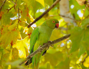 The rose-ringed parakeet (Psittacula krameri)