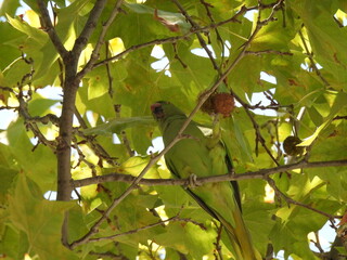 The rose-ringed parakeet (Psittacula krameri)