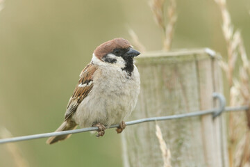 A rare Tree Sparrow, Passer montanus, perching on a wire fence.