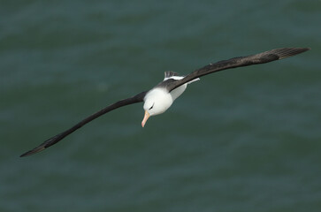 A rare Black-browed Albatross, Thalassarche melanophris, flying along the coastline at Bempton Cliffs.

