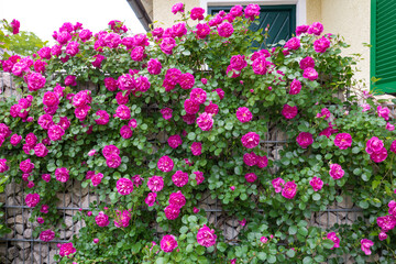 Blühende Rosen vor einer Gabione Mauer