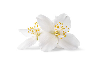 Close up of white jasmine flowers isolated on a white background.