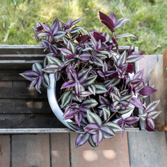 Tradescantia zebrina in a pot decorate the entrance to the house on a sunny day