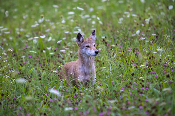Coyote In Field of Flowers In Smoky Mountains