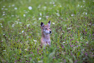 Alert Coyote In Wildflowers In Smoky Mountains