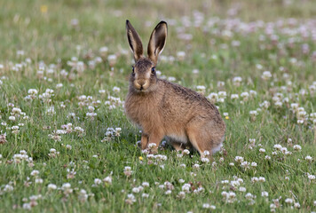 Fluffy adorable brown rabbit on the grassy field in the wild © Kev Kindred/Wirestock