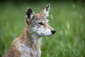 Naklejka na ściany i meble Close Up Coyote Portrait In Smoky Mountains