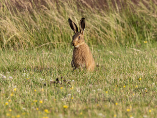 Fluffy adorable brown rabbit on the grassy field in the wild © Kev Kindred/Wirestock
