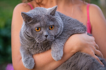 a frightened fat gray cat in the arms of the hostess